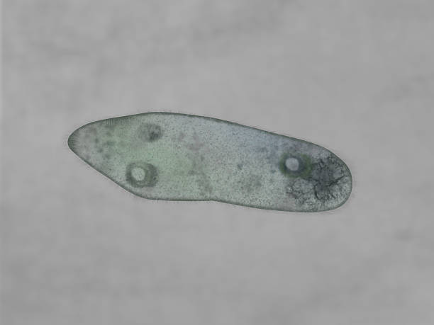 Paramecium Microscopic of paramecium and amoeba ciliophora stock pictures, royalty-free photos & images