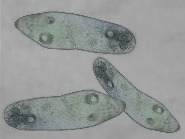 paramecio - paramecium fotografías e imágenes de stock