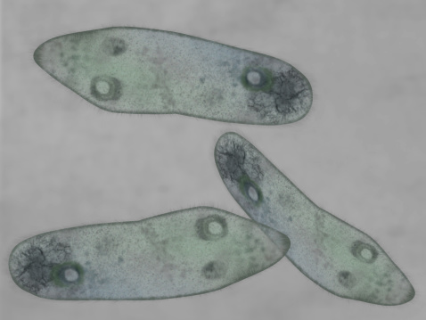 Microscopic of paramecium and amoeba