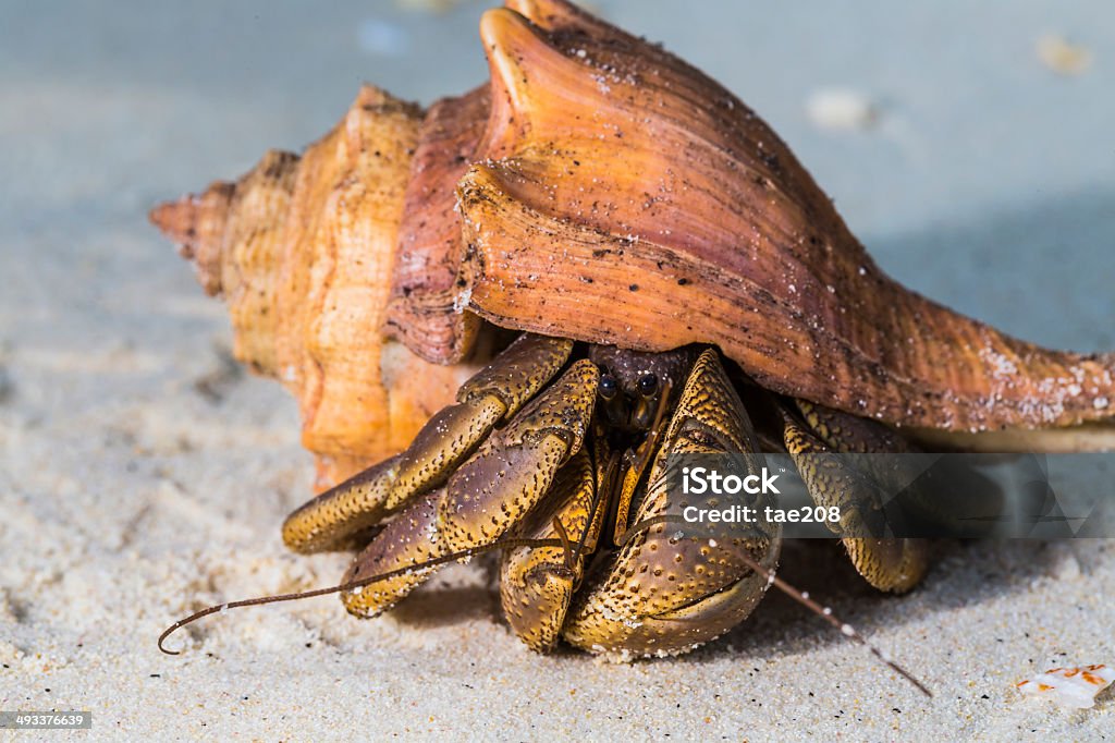 Eremita-Bernardo at Surin national park - Foto de stock de Animal royalty-free