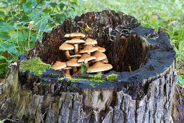 tree stump with mushrooms and moss stock photo
