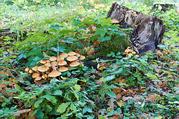 tree stump with mushrooms and moss stock photo