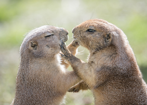 Two Groundhogs touching and loving. Perfect interaction. Hilarious!