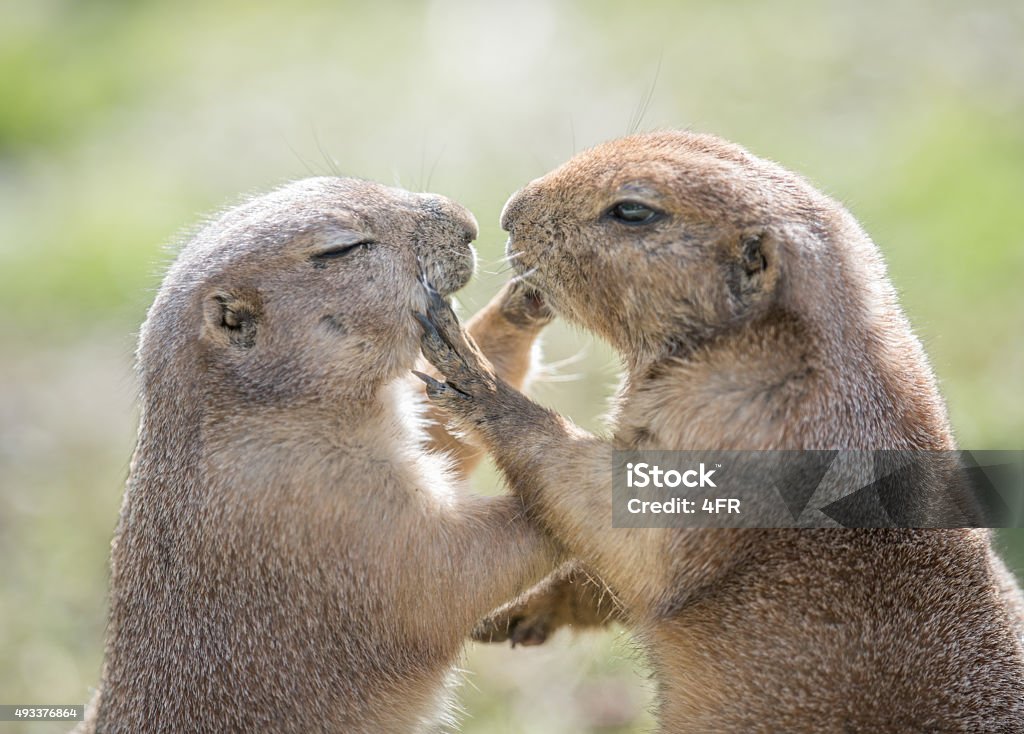 Groundhogs touching and loving Two Groundhogs touching and loving. Perfect interaction. Hilarious! Animal Stock Photo