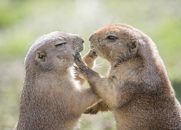 Groundhogs touching and loving Two Groundhogs touching and loving. Perfect interaction. Hilarious! woodchuck photos stock pictures, royalty-free photos & images