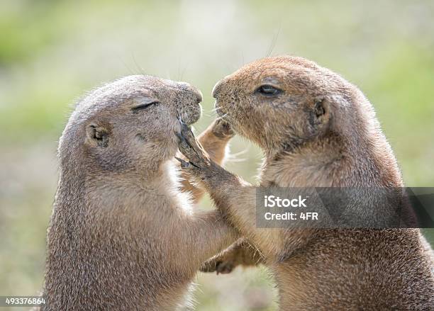 Groundhogs Touching And Loving Stock Photo - Download Image Now - Animal, Animal Themes, Woodchuck
