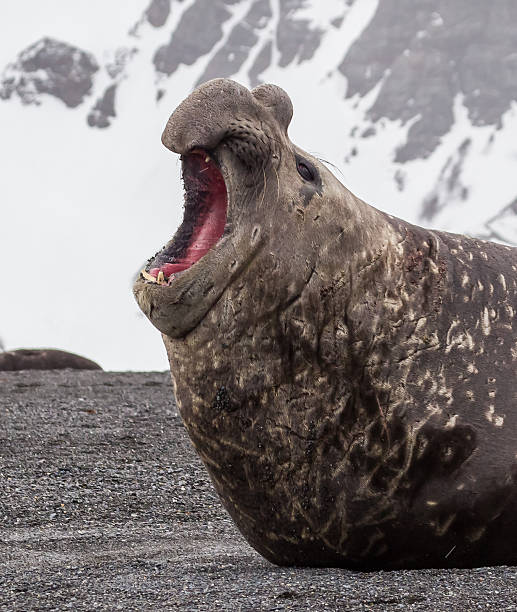 istock Large battled elephant seal screams his dominance 493377249