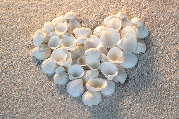 istock Heart made of sea shells lying on a sand background 493377319