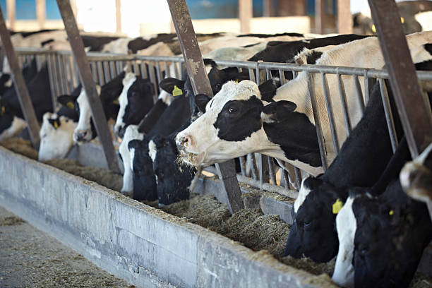 istock cow farm agriculture bovine milk 493377541