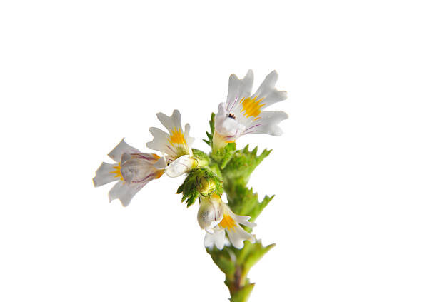 좁쌀풀 무리 (euphrasia officinalis) - indian pipe 뉴스 사진 이미지