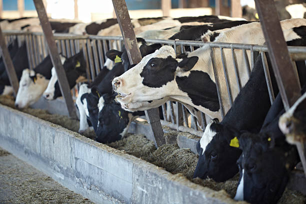 istock cow farm agriculture bovine milk 493377691