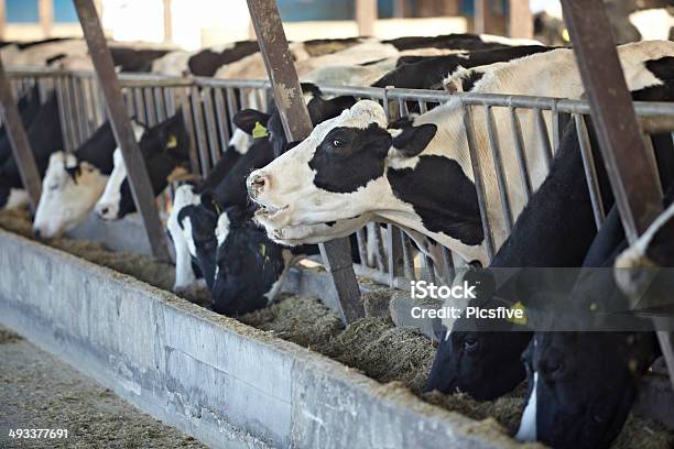 Cow Farm Agriculture Bovine Milk Stock Photo - Download Image Now - Agriculture, Animal, Animal Pen