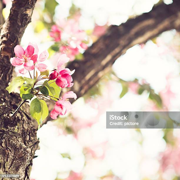 桜の花 - アウトフォーカスのストックフォトや画像を多数ご用意 - アウトフォーカス, ガーデニング, クロスプロセス