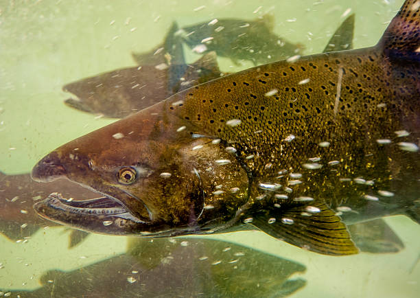 тихоокеанский лосось - pacific salmon стоковые фото и изображения