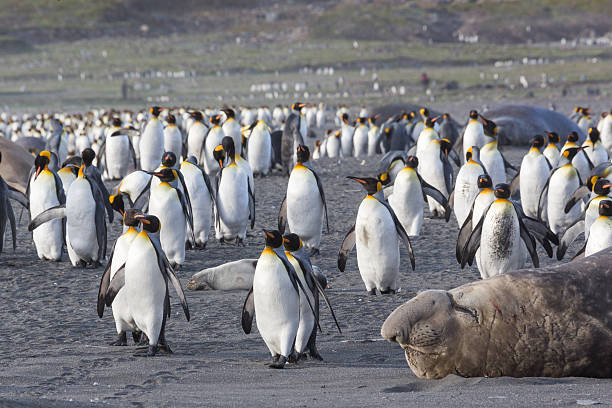 istock King penguins maneuver past sleeping elephant seal 493378211