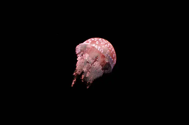 Photo of Jellyfish  - isolated in the sea