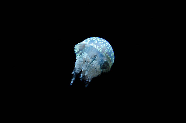istock Jellyfish  - isolated in the sea 493378599