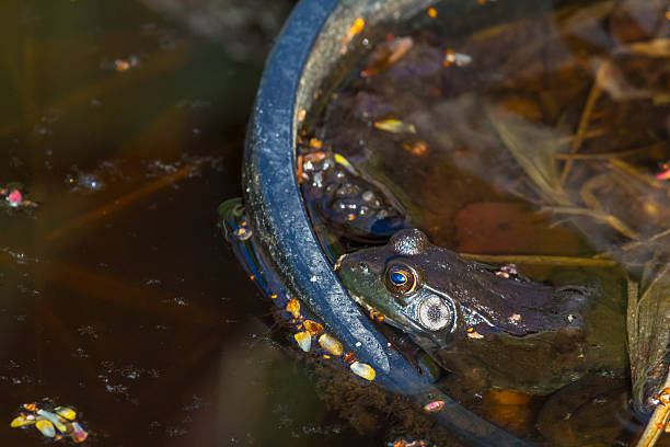 istock Bull Frog Camouflaged in Murky Waters, Waiting for Dinner 493378977