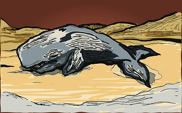 Beached Sperm Whale With the sandy dunes behind him, a beached whale watches as the ocean recedes in front of him. stranded stock illustrations