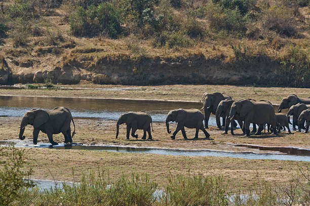 istock Herd of African Elephants Crossing a River in Kruger 493379184