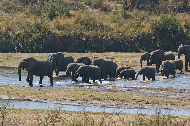 istock Herd of African Elephants Crossing a River in Kruger 493379270
