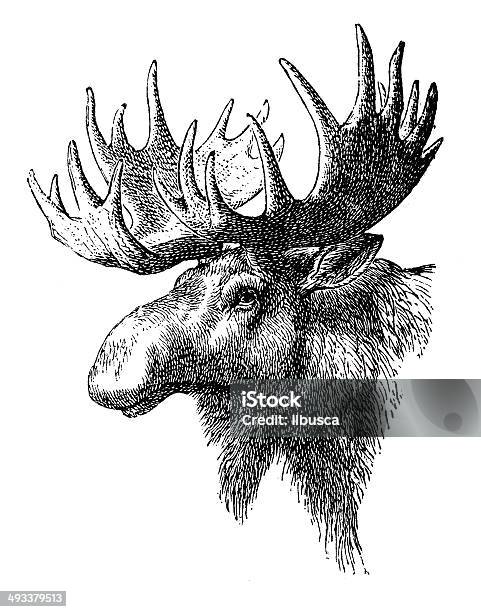 Antikes Illustration Von Elk Stock Vektor Art und mehr Bilder von Freisteller – Neutraler Hintergrund - Freisteller – Neutraler Hintergrund, Hirsch, Skizze