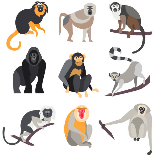 Set of Apes and Monkeys. Vector Illustration Collection of primates in flat style, vector illustration howler monkey stock illustrations