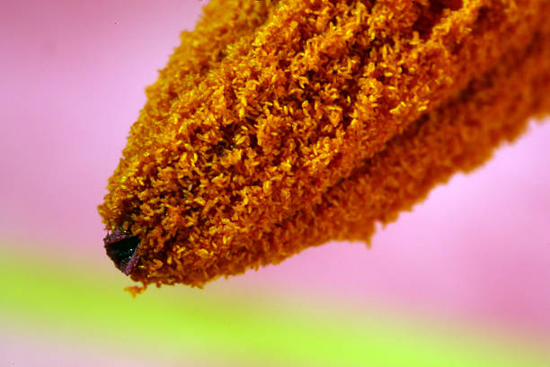 Macro photograph of a Flower Pistil of Acapulco