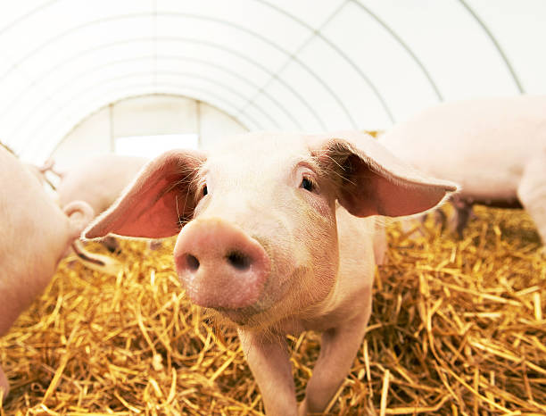 istock young piglet on hay at pig farm 493384972