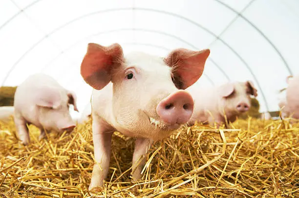 Photo of young piglet on hay at pig farm