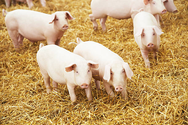 istock young piglet on hay at pig farm 493385392