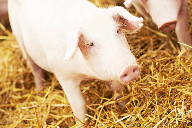 istock young piglet on hay at pig farm 493385434