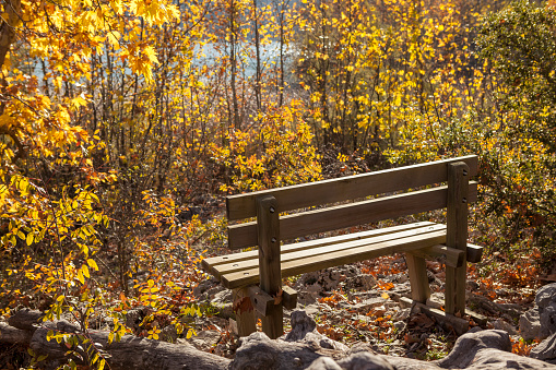 Park bench under trees with yellow and brown leaves in autumn.No people in frame.Sunlight is coming from right side of frame.Shot with full frame DSLr camera in outdoor.