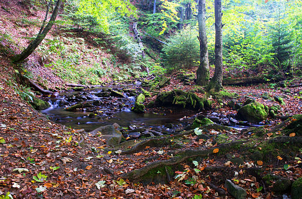 istock beautiful waterfall scene, ukraine carpathian shipot waterfall 493387656