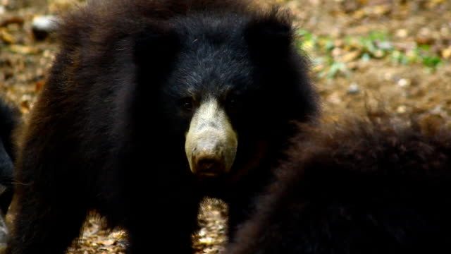 sloth bear