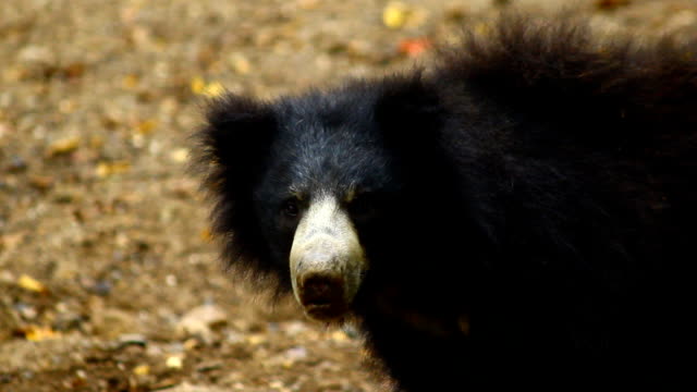 sloth bear