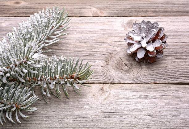 istock christmas decoration - white spruce branch and pine cone 493436054