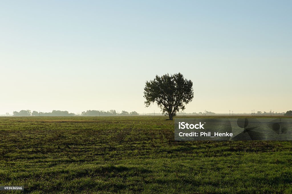 Lone Tree A singular tree in a field in western Kansas 2015 Stock Photo