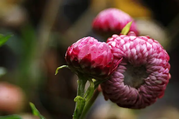 Pink strawflowers after a rainstorm