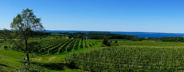 Michigan Vineyard on Old Mission Peninsula