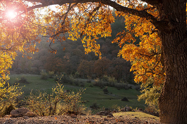 Plane tree branches with few autumn leaves makes a frame in the sunset.The leaves on the ground and tree branches are placed in frame in the form of a natural frame.No people are seen in the image.The main light is sun and placed on the up left corner.The image was shot with a full frame DSLR camera and a tele photo lens horizontally.