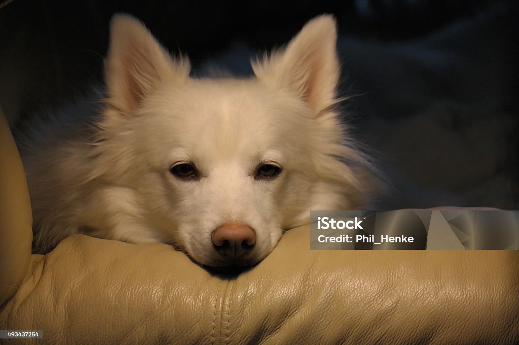 Wonder Dog American Eskimo dog, watching me as I work. 2015 Stock Photo