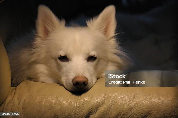 Wonder Dog Stock Photo - Download Image Now - 2015, American Spitz, Dog