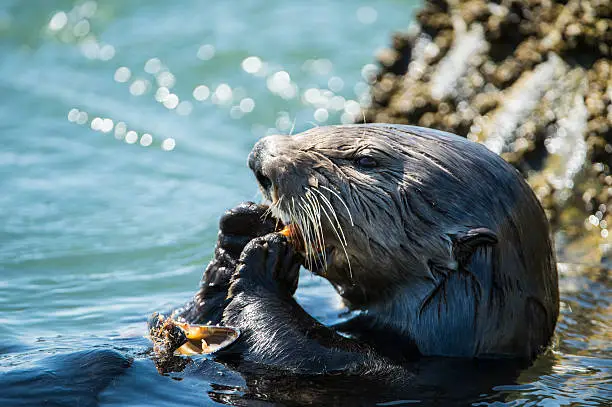 Close-up of wild sea otter (Enhydra lutris) eating shellfish while floating on it's back.