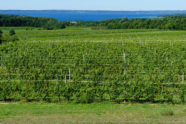 istock Michigan Vineyard on Old Mission Peninsula 493437586