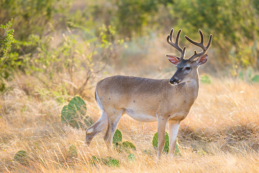 Wild South Texas Whitetail deer buck in velvet