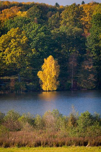 Yellow Birch tree by the river in autumn