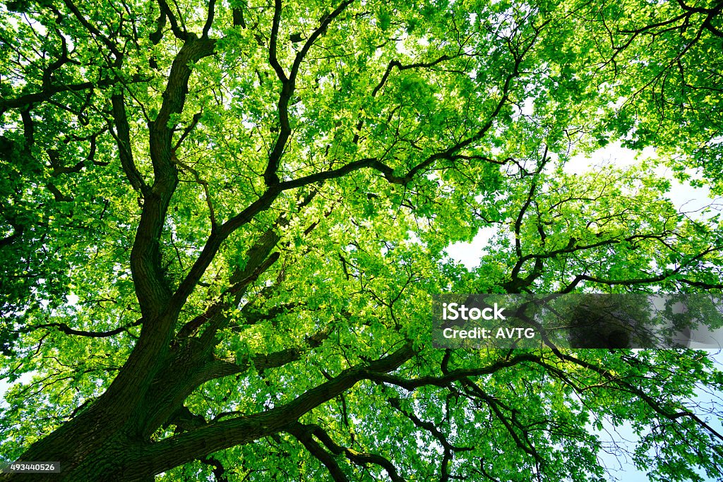 Mighty Oak Tree desde abajo - Foto de stock de Roble - Árbol libre de derechos