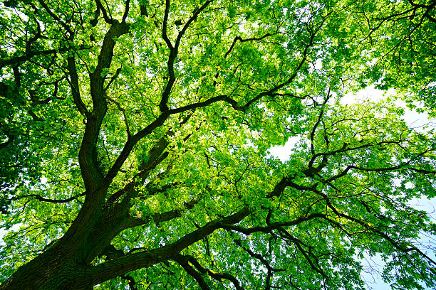 mighty quercia dal basso - copertura di alberi foto e immagini stock