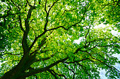 istock Mighty Oak Tree from below 493440526